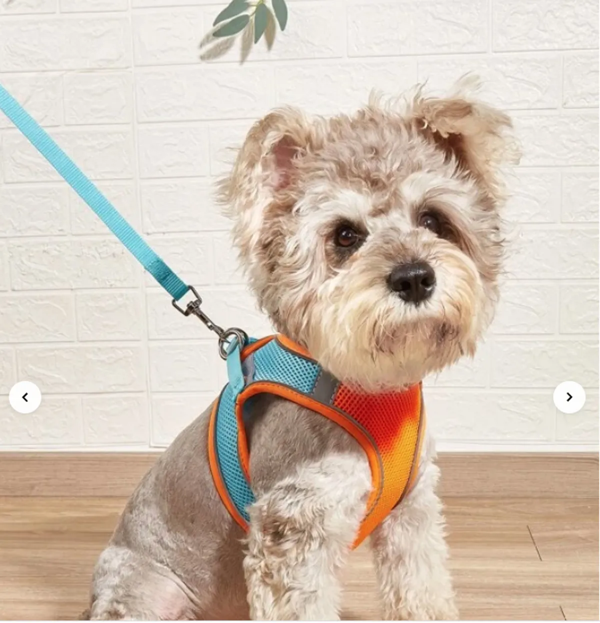 A playful dog in a colorful harness stands on a wooden floor indoors, suggesting a pet-friendly atmosphere and the presence of a furry companion. The simple background keeps the focus on the dog, reinforcing the pet-welcoming message.